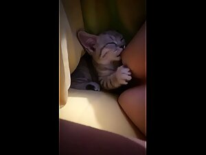 wild petlust: animal couplings
