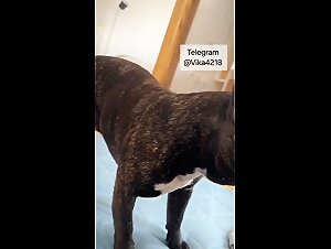 dog sex & ethics:  controversy explored